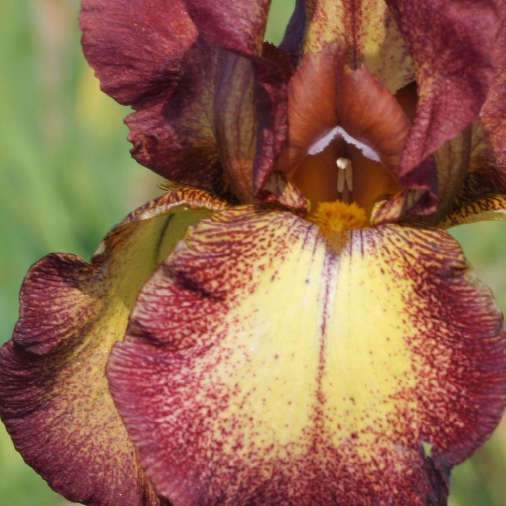 Iris germanica Provençal