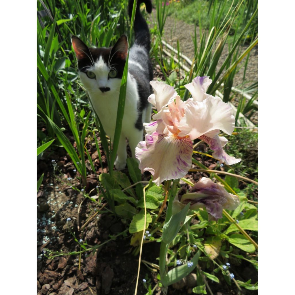 Iris germanica Raspberry Silk