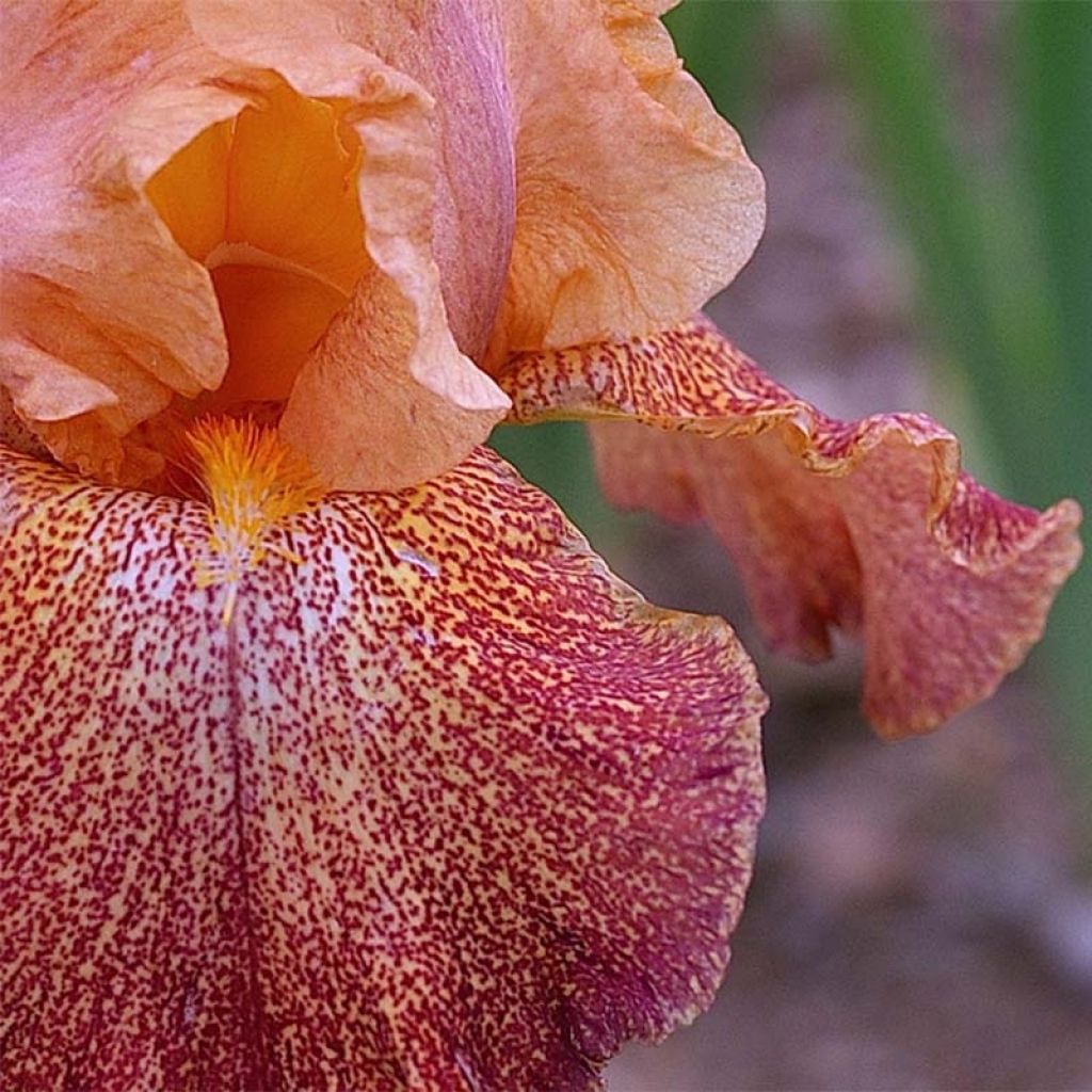 Iris germanica Tanzanian Tangerine