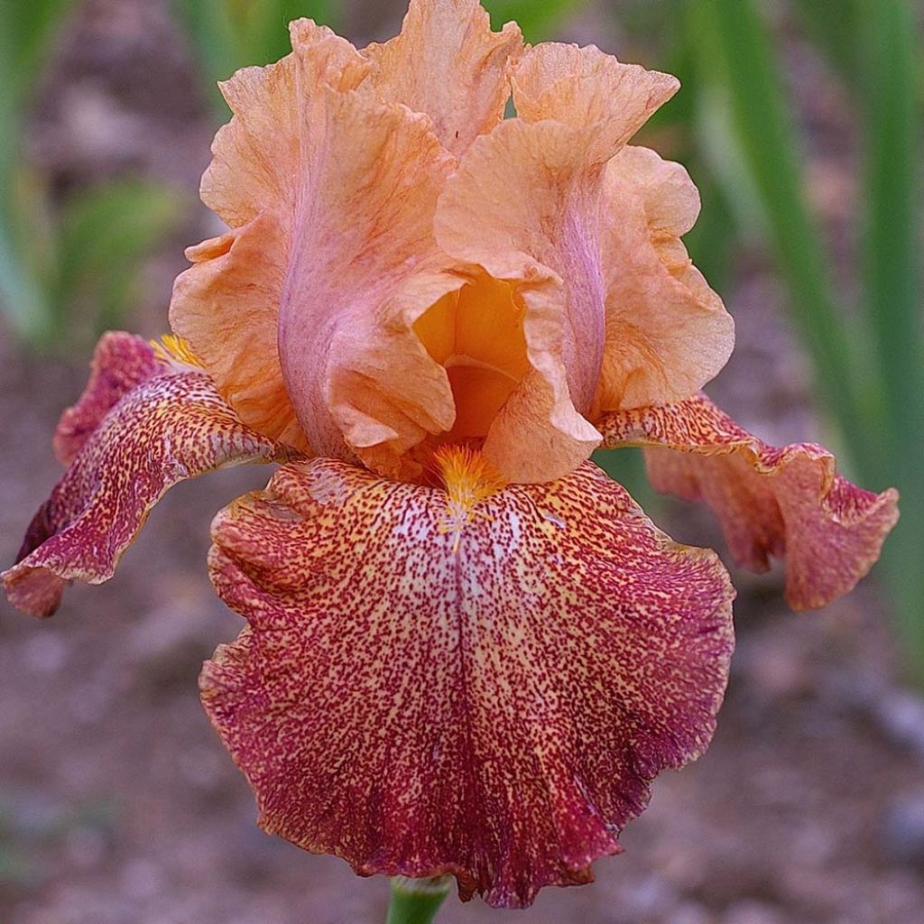 Iris germanica Tanzanian Tangerine