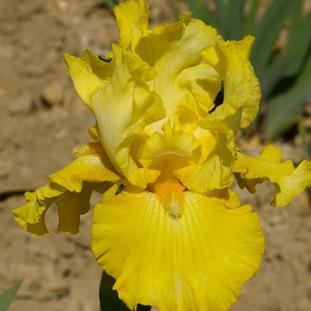 Iris germanica Golden Immortal