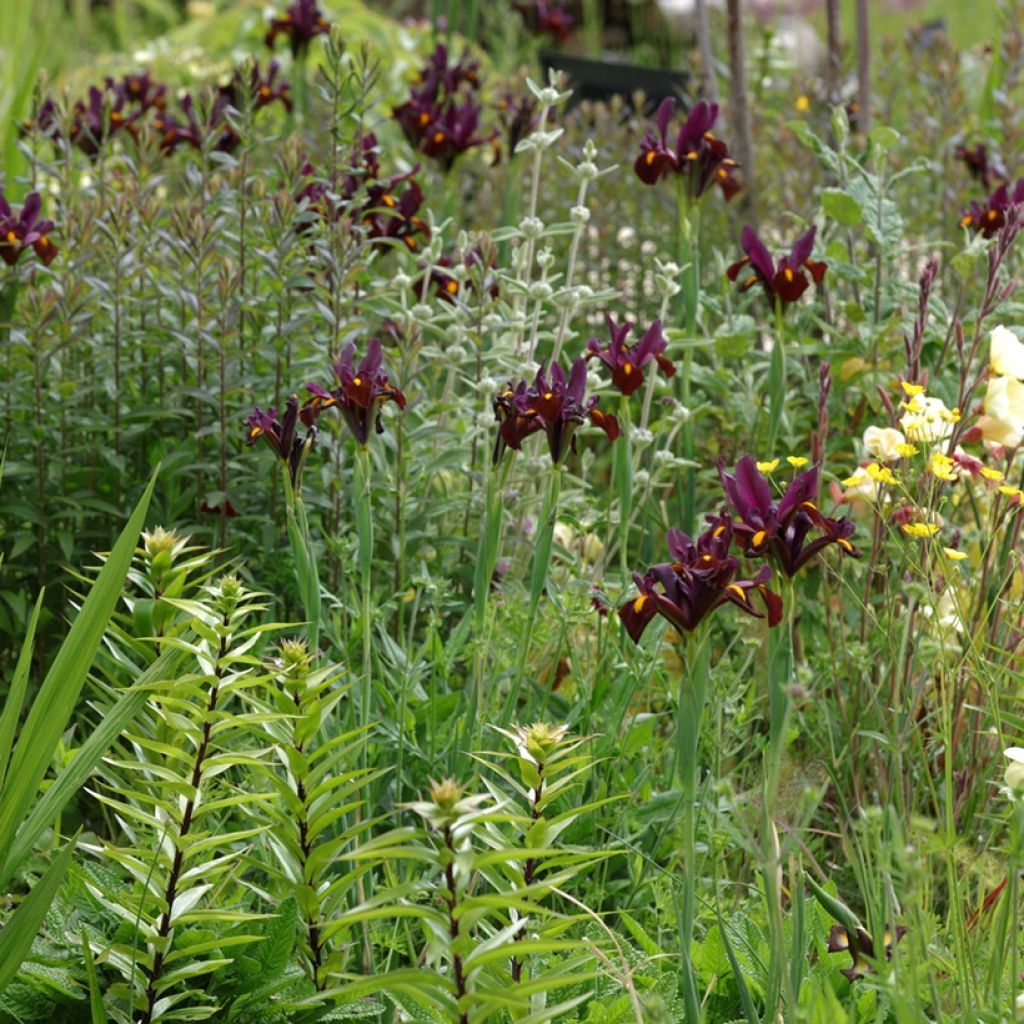 Iris hollandica Red Ember - Iris de Holanda