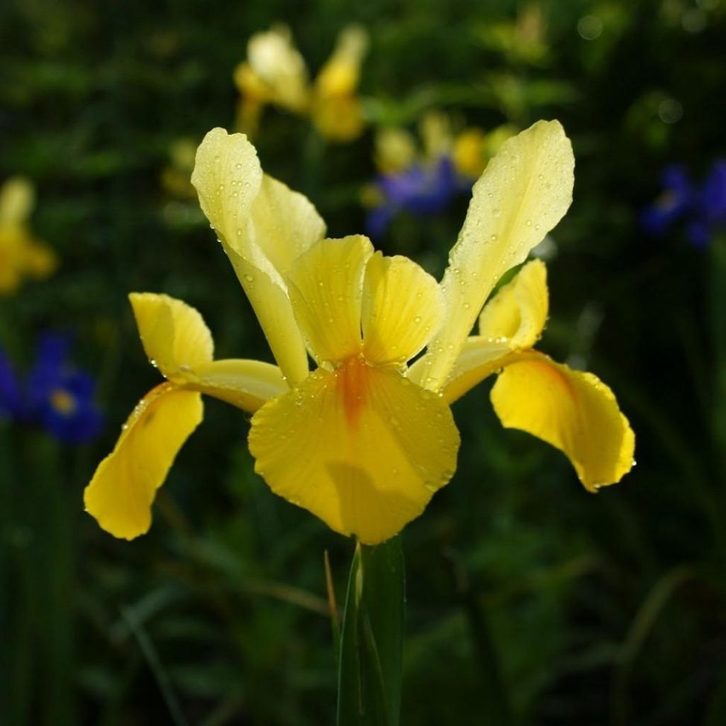 Iris hollandica Royal Yellow - Iris de Holanda