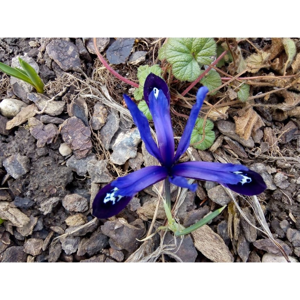 Iris reticulata Blue Note - Lirio