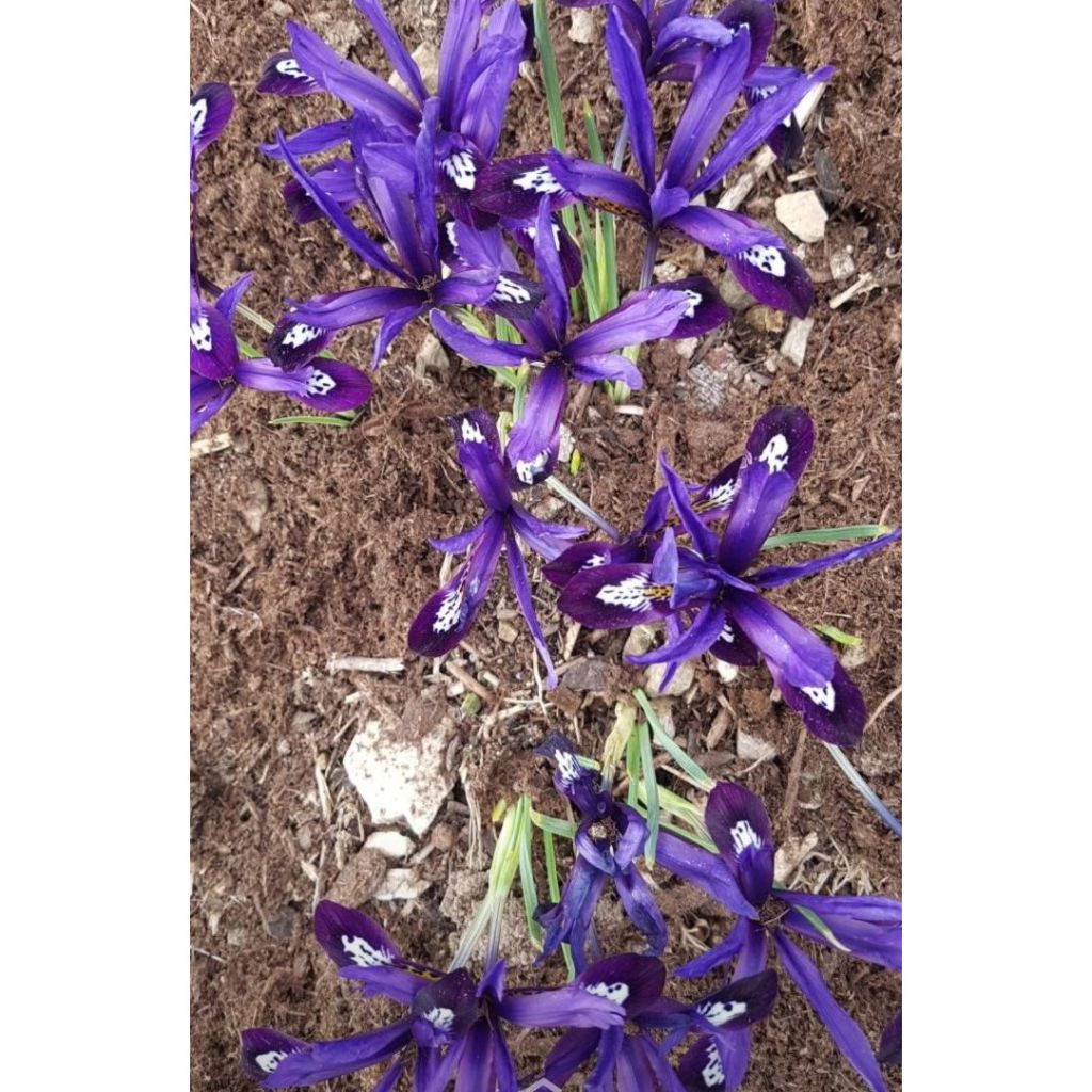 Iris reticulata Dijt - Lirio