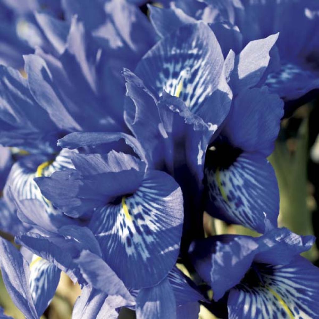 Iris reticulata Harmony - Lirio