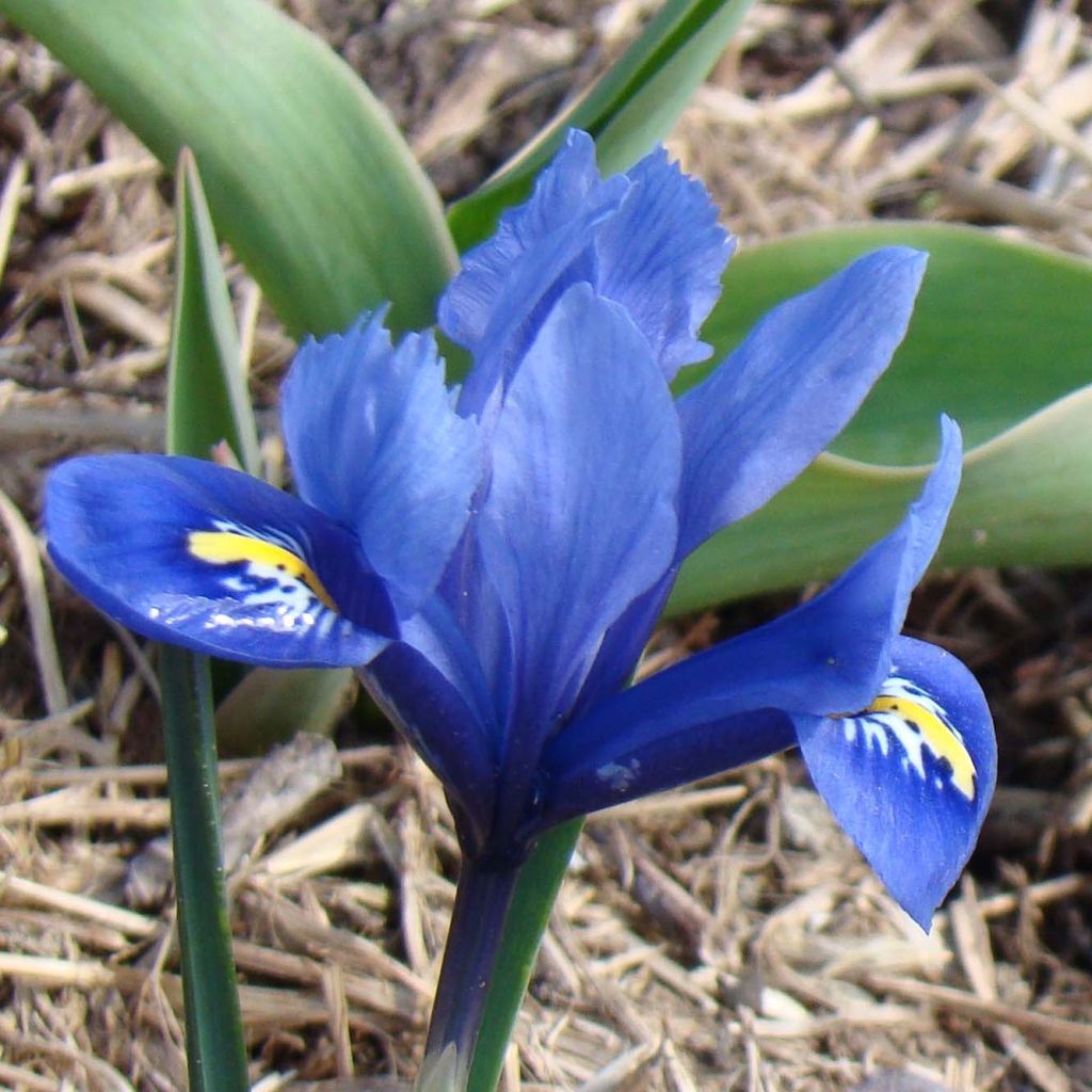 Iris reticulata Harmony - Lirio