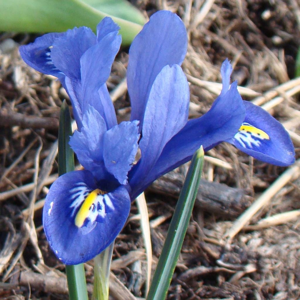 Iris reticulata Harmony - Lirio