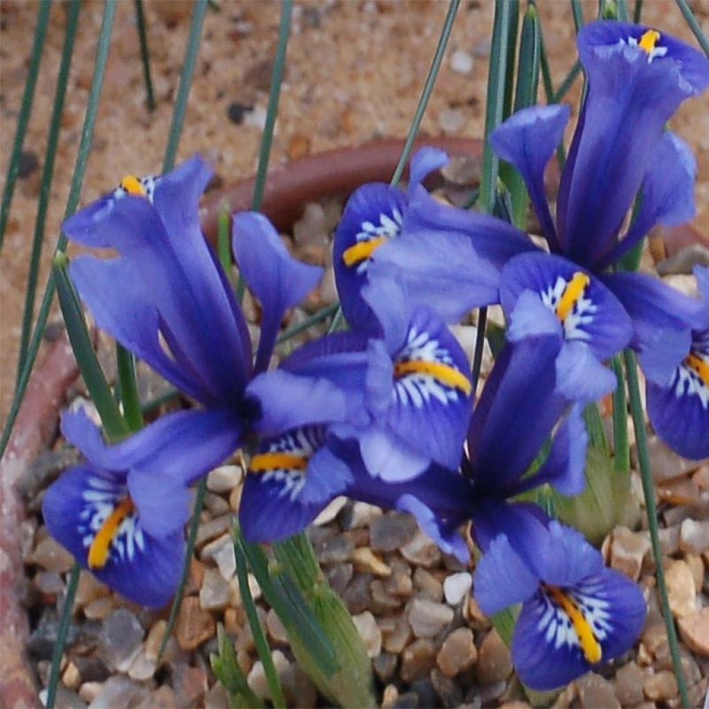 Iris reticulata Harmony - Lirio