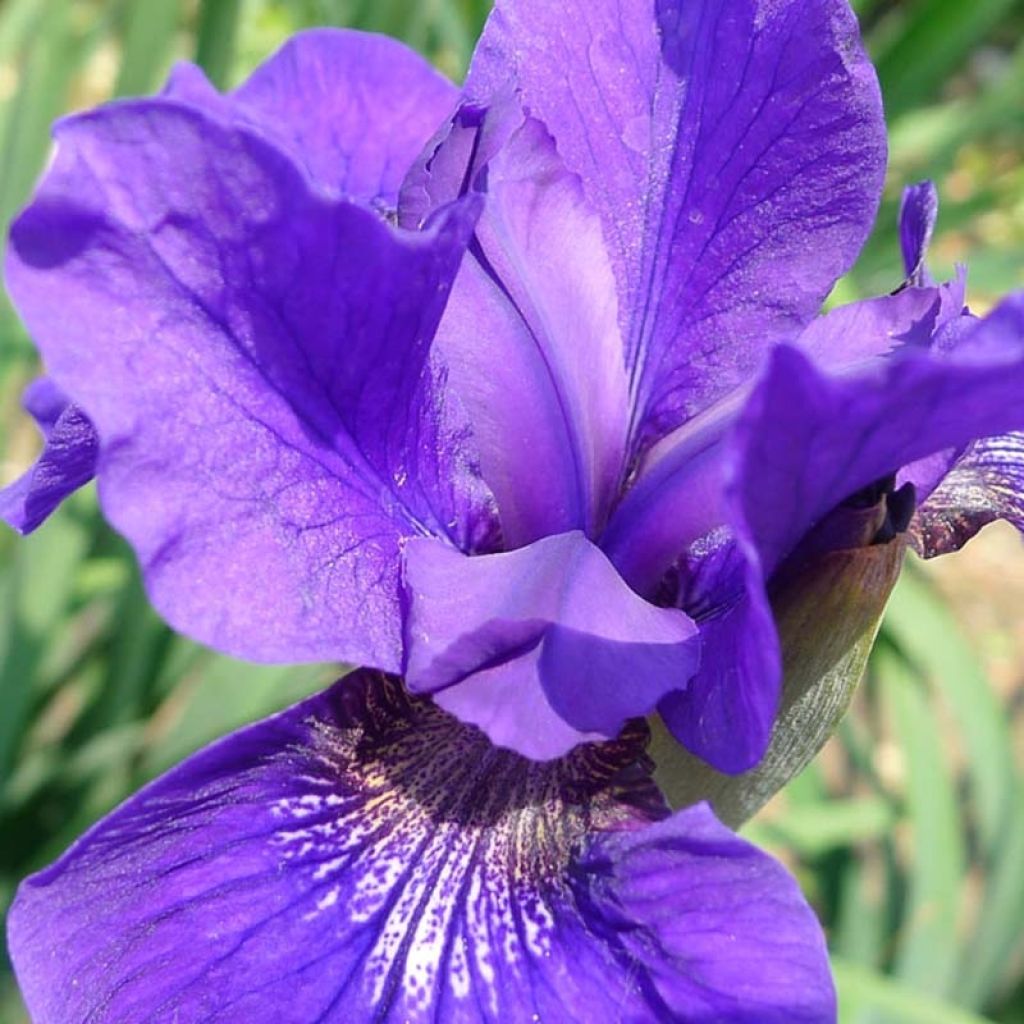 Lirio de Siberia Ruffled Velvet - Iris sibirica