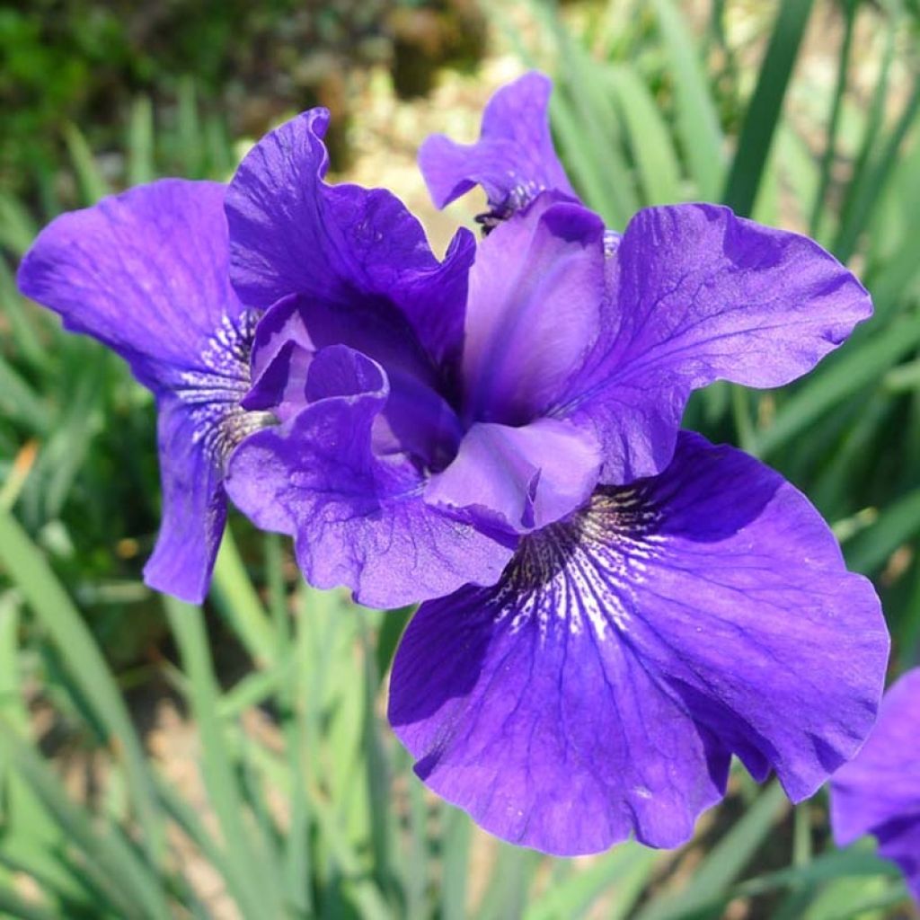 Lirio de Siberia Ruffled Velvet - Iris sibirica