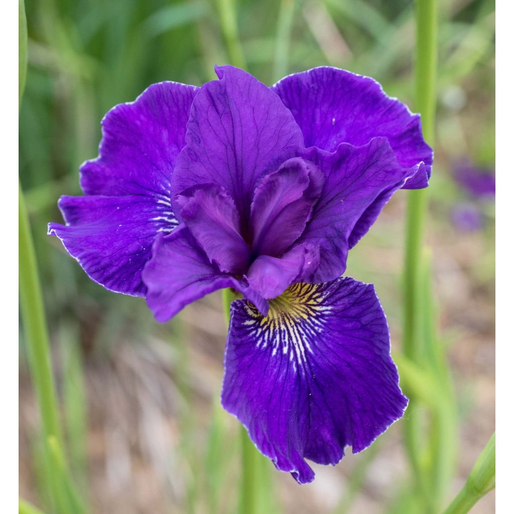 Lirio de Siberia Ruffled Velvet - Iris sibirica