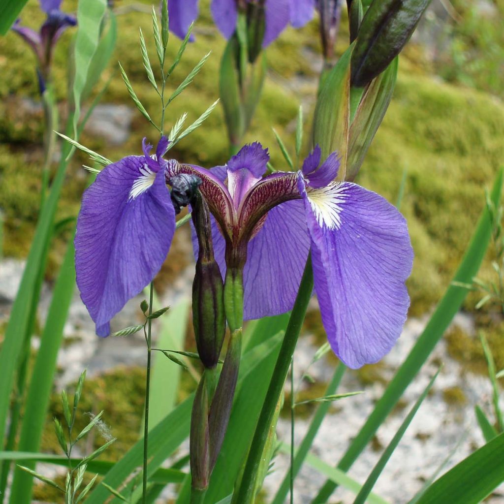 Iris setosa