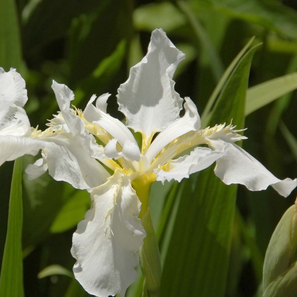 Lirio de Siberia Snow Queen - Iris sibirica