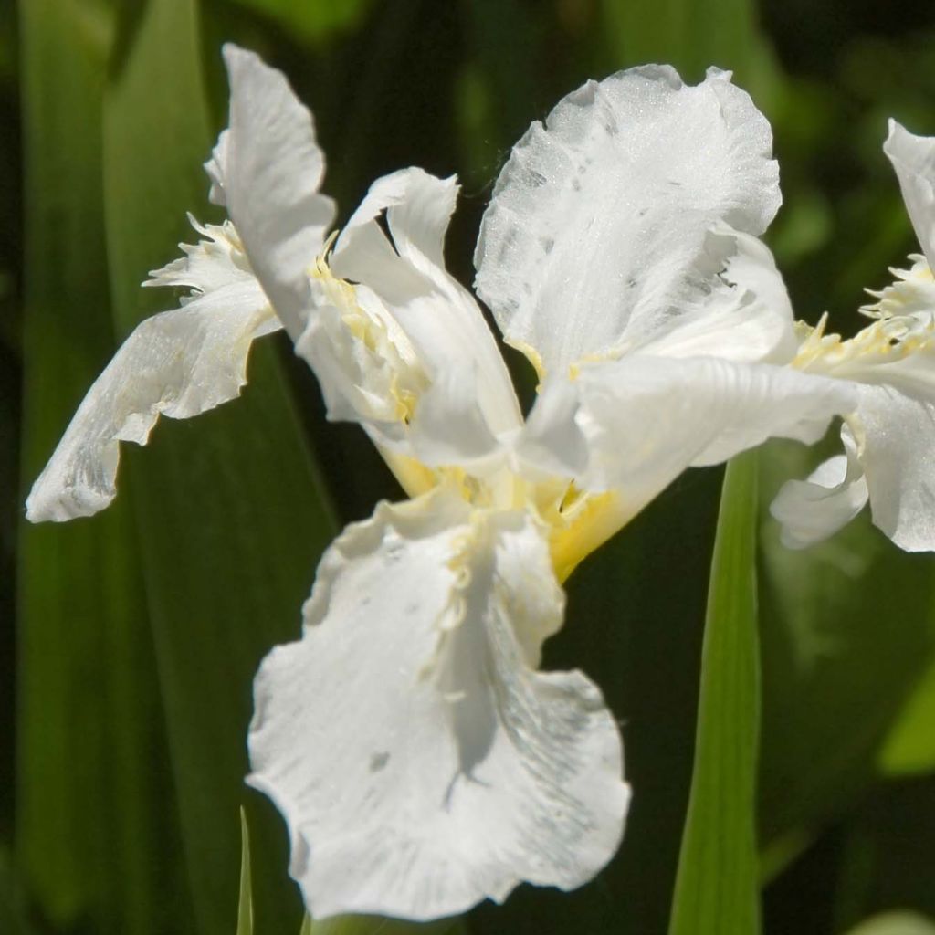 Lirio de Siberia Snow Queen - Iris sibirica