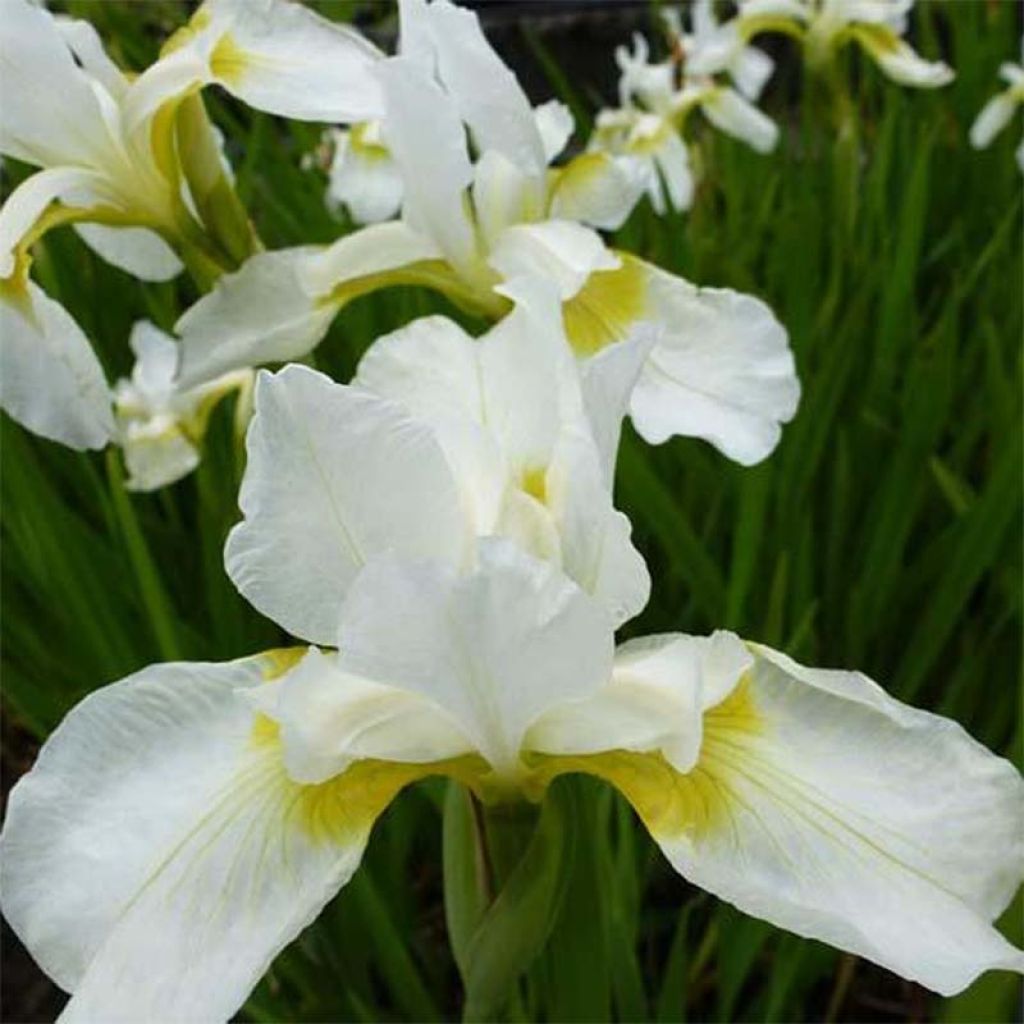 Lirio de Siberia Snow Queen - Iris sibirica