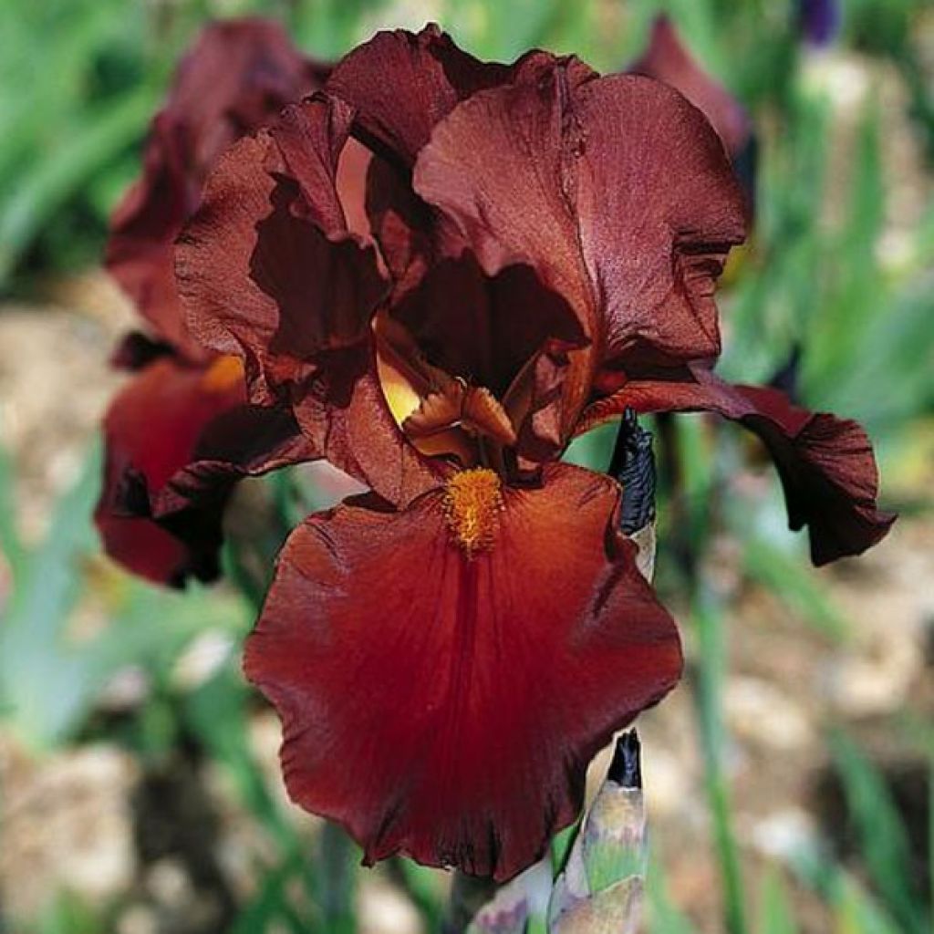 Iris germanica Vita Fire