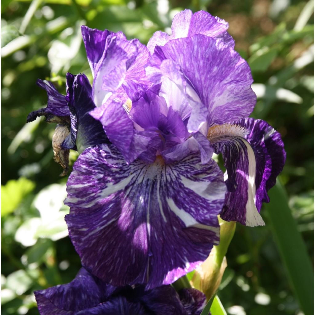 Iris germanica Batik