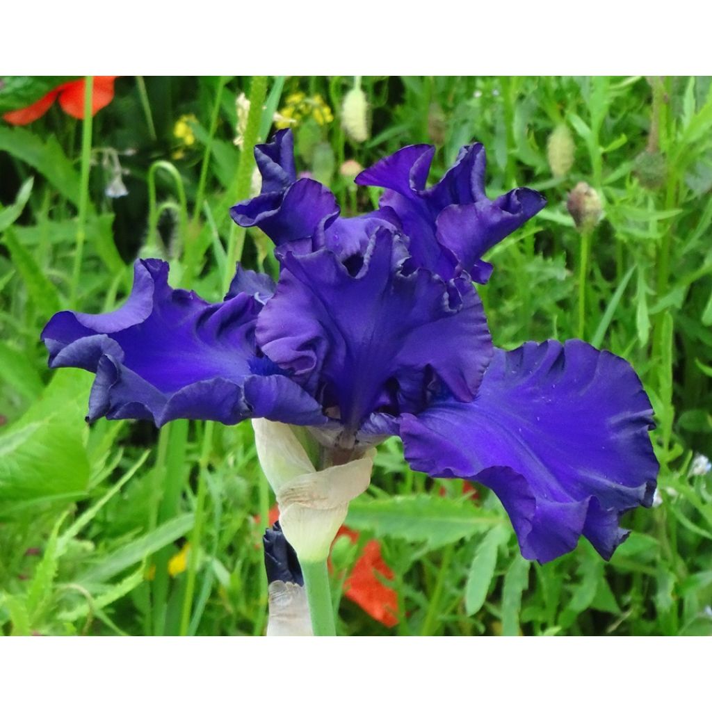 Iris germanica High Stakes