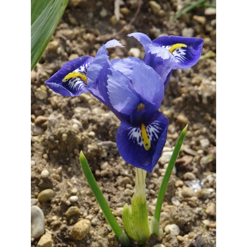 Iris reticulata Harmony - Lirio