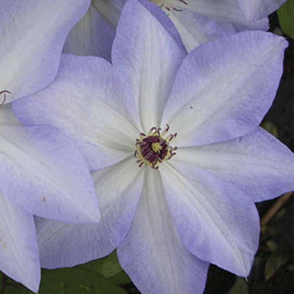 Clematis Ivan Olsson