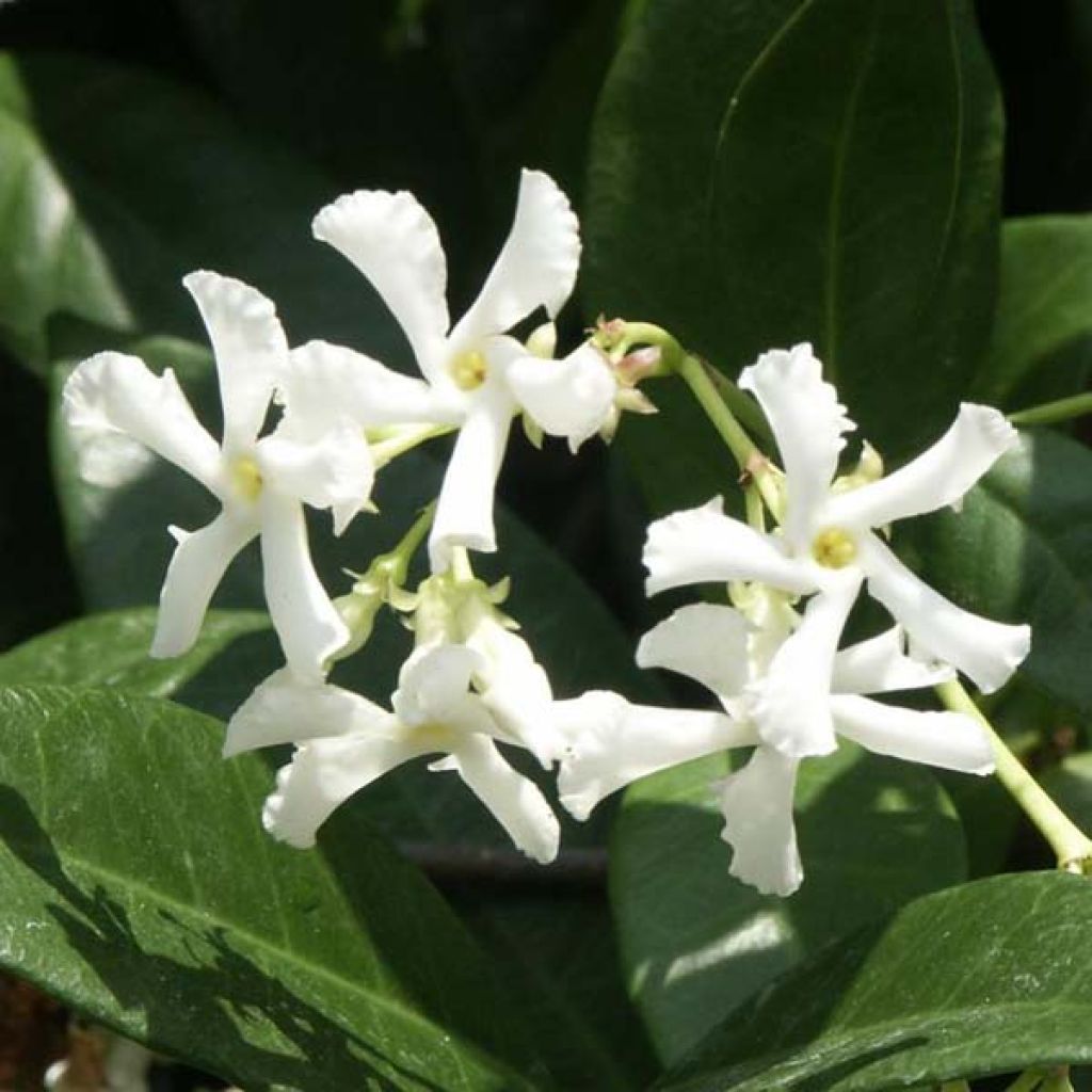 Jazmín de leche - Trachelospermum jasminoides