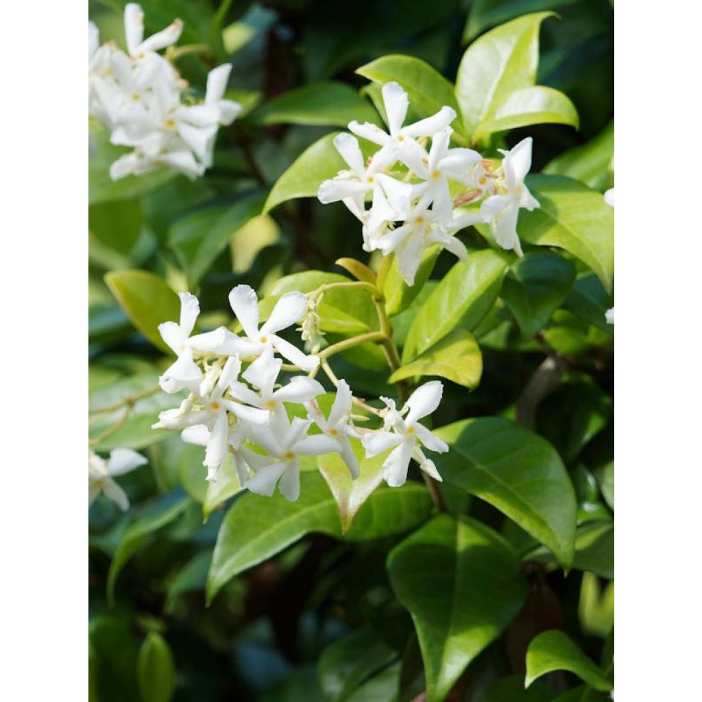 Jazmín de leche - Trachelospermum jasminoides