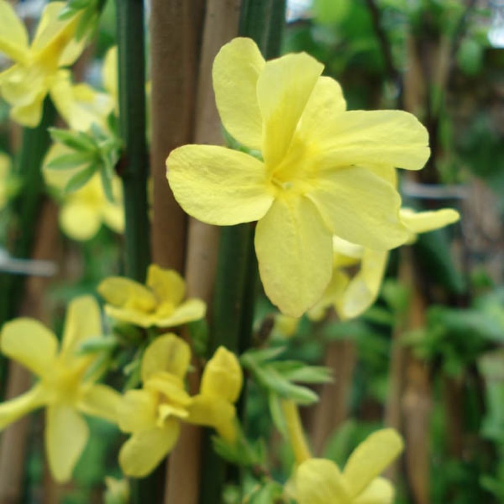 Jazmín amarillo - Jasminum nudiflorum