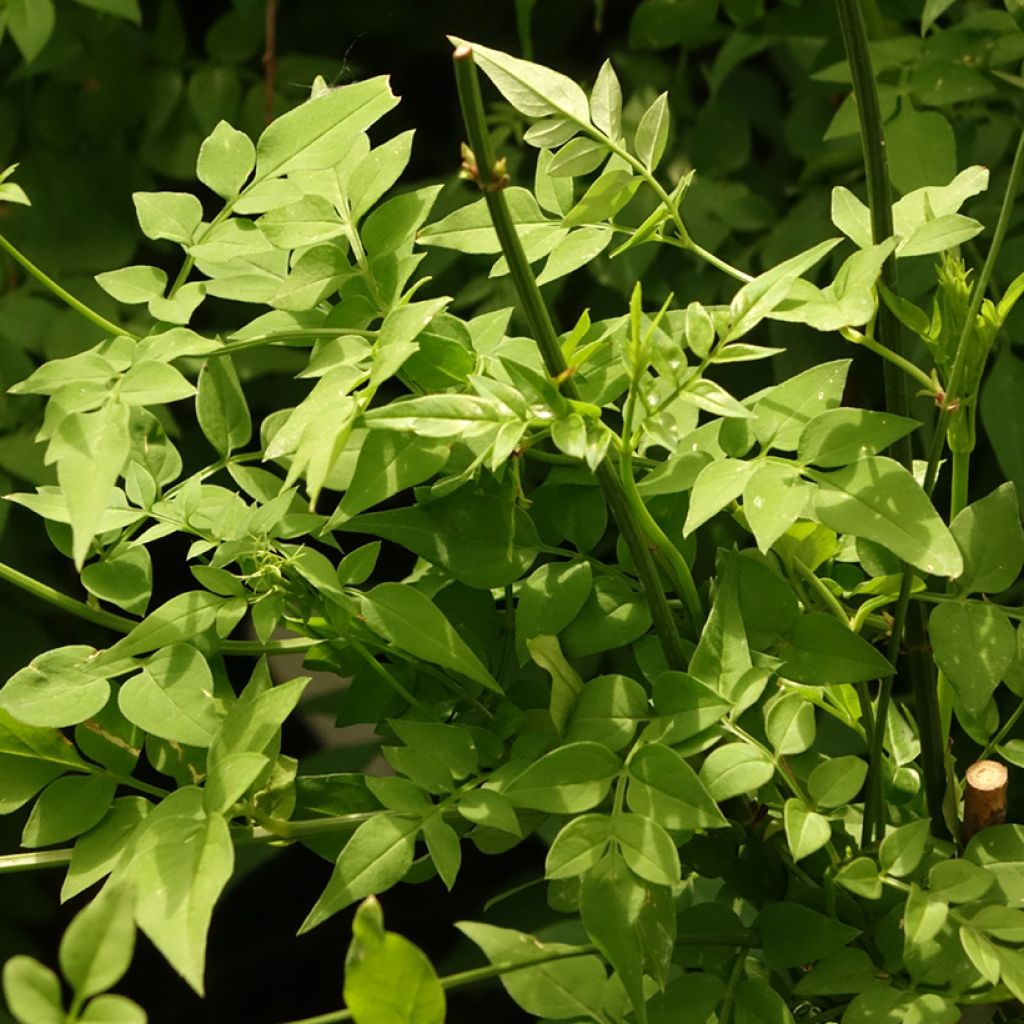 Jazmín común Clotted Cream - Jasminum officinale