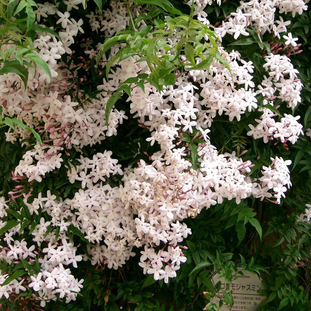 Jazmín chino - Jasminum polyanthum