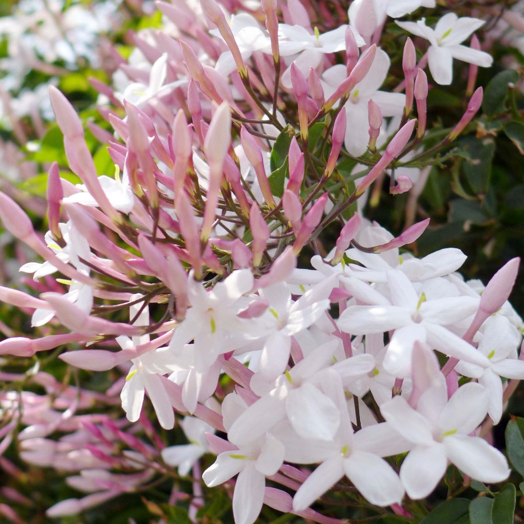 Jazmín chino - Jasminum polyanthum