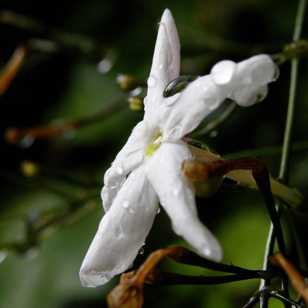 Jazmín chino - Jasminum polyanthum