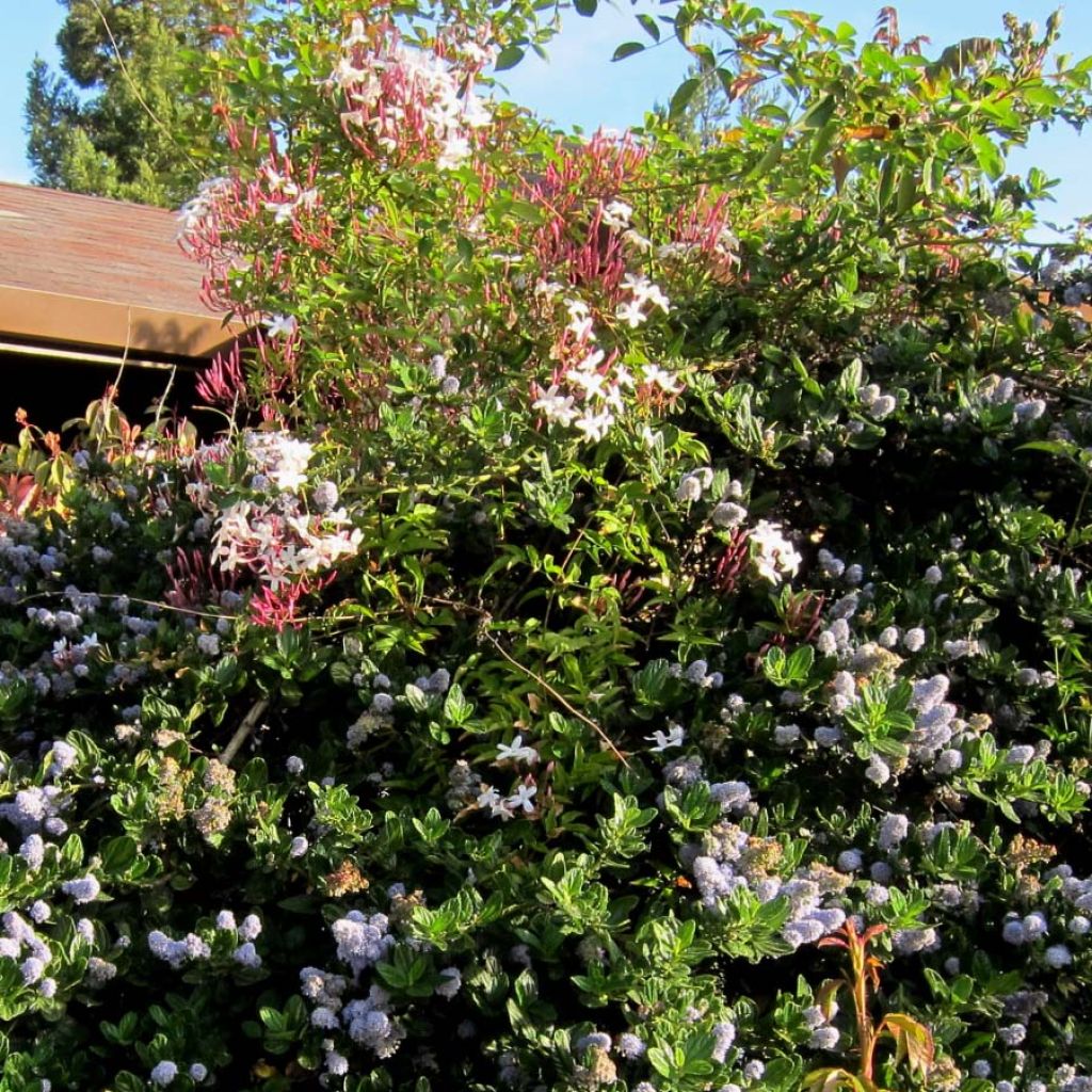 Jazmín chino - Jasminum polyanthum