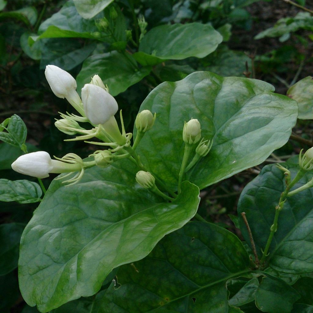 Jazmín de Arabia - Jasminum sambac