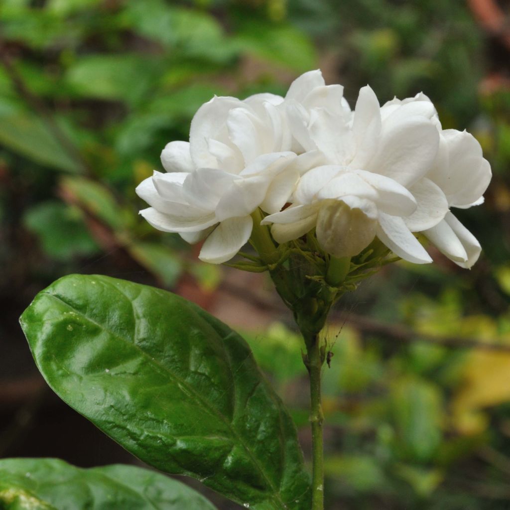 Jazmín de Arabia - Jasminum sambac