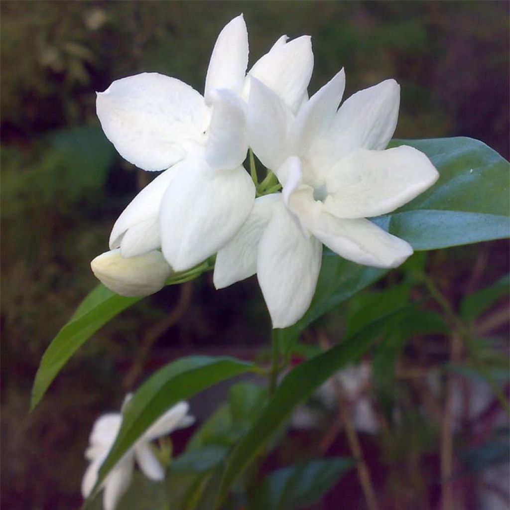 Jazmín de Arabia - Jasminum sambac