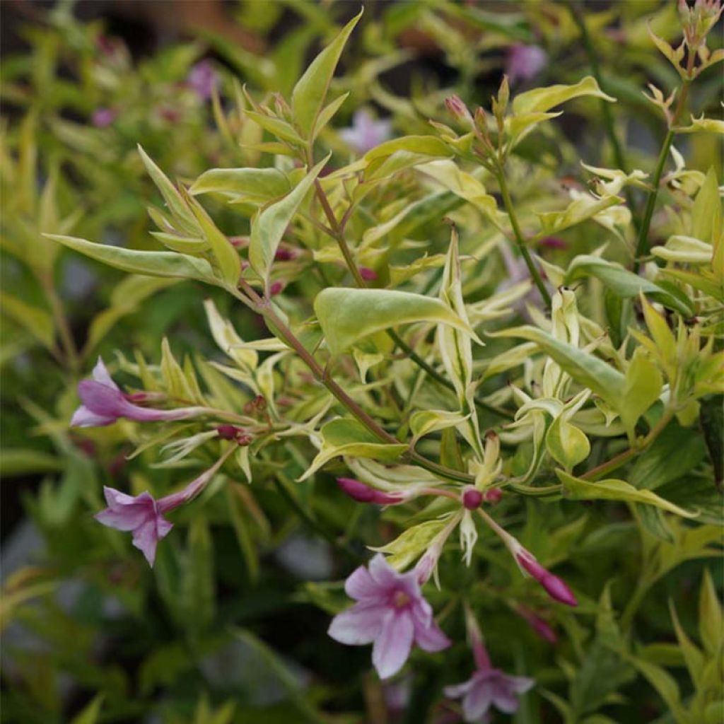 Jasminum stephanense - Jazmín