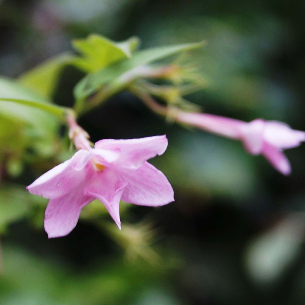 Jasminum stephanense - Jazmín