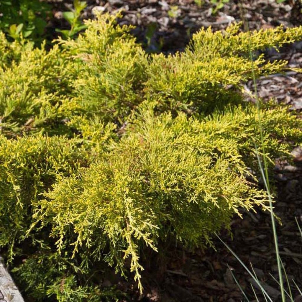 Juniperus pfitzeriana Goldkissen - Enebro híbrido