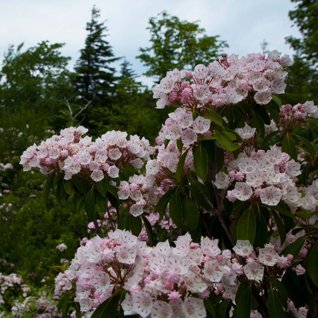 Kalmia latifolia - Laurel de montaña