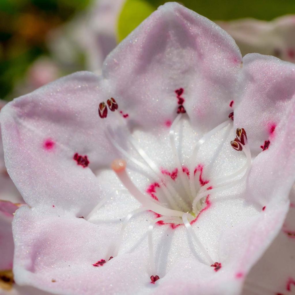 Kalmia latifolia - Laurel de montaña