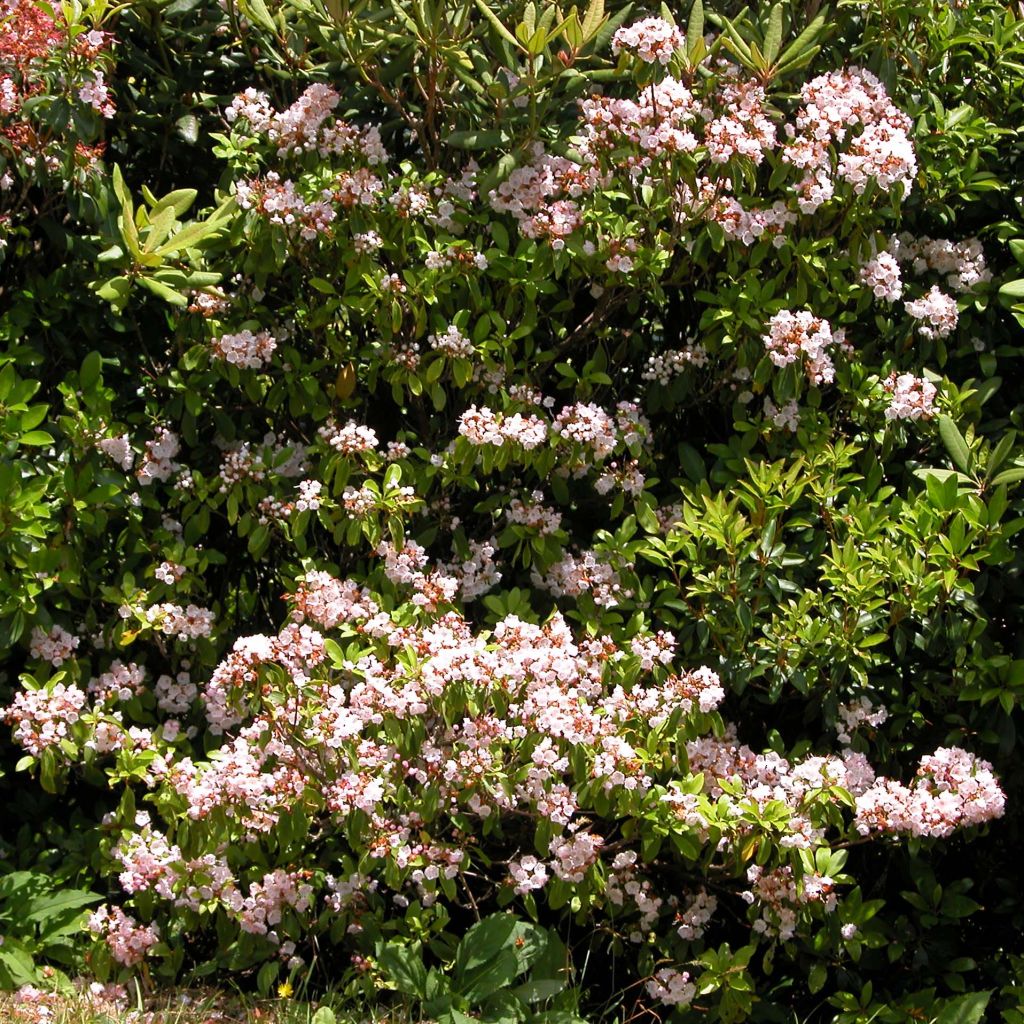 Kalmia latifolia - Laurel de montaña