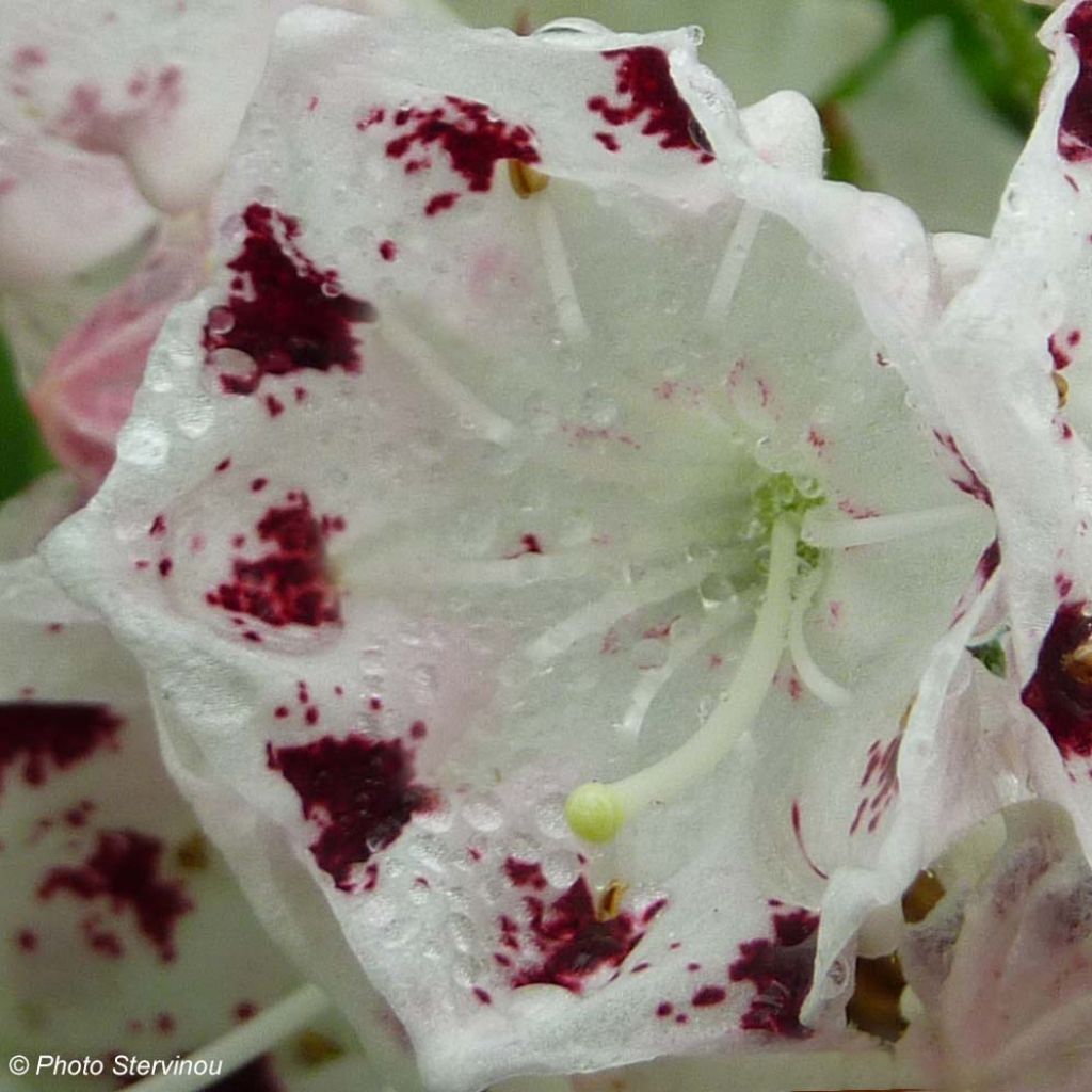 Kalmia latifolia Freckles