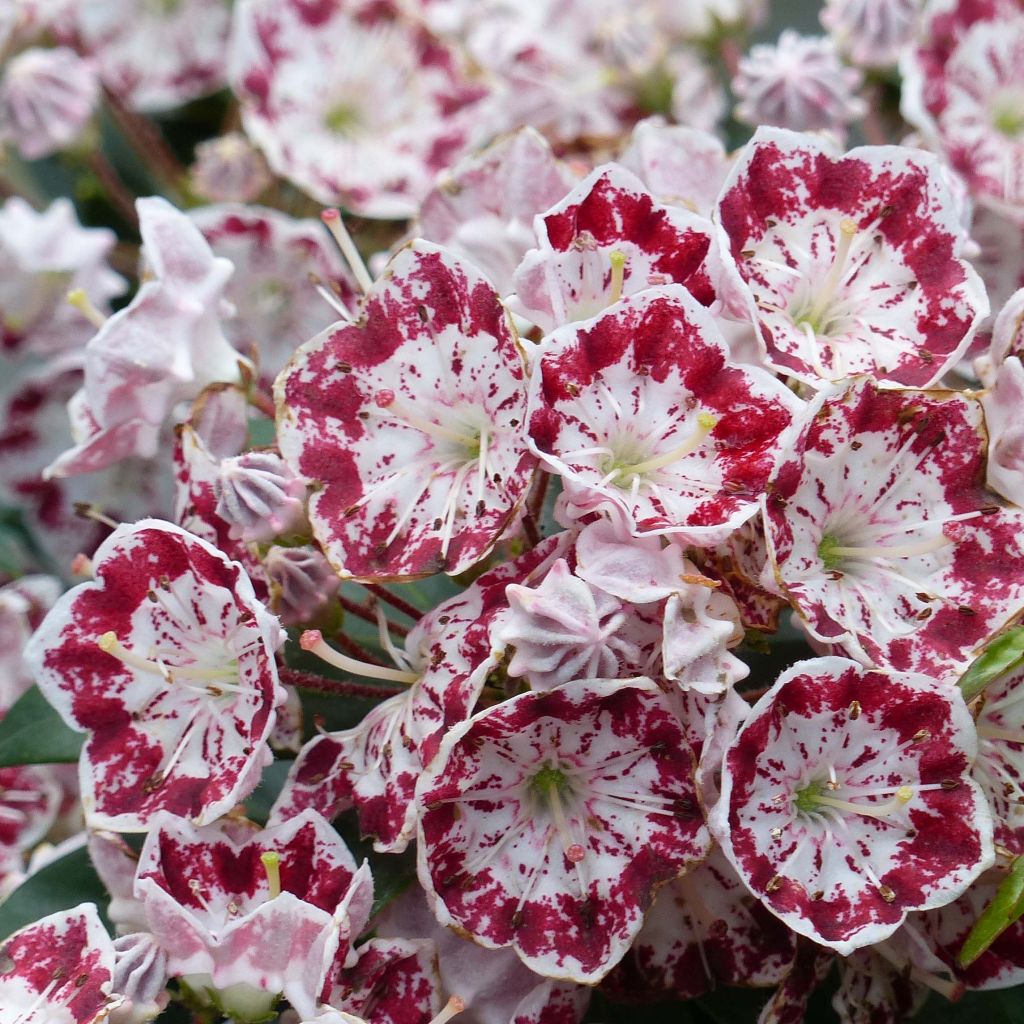 Kalmia latifolia Minuet