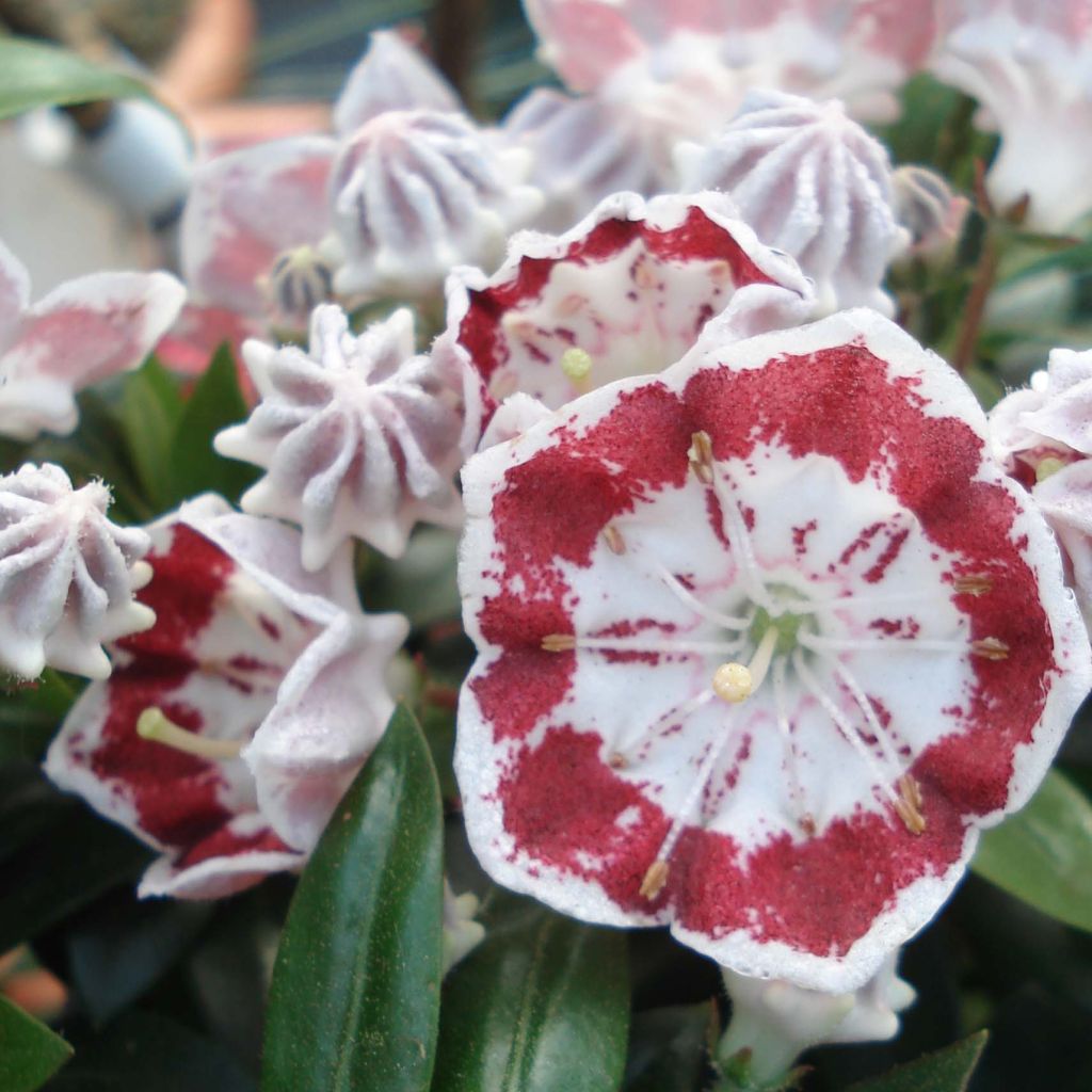 Kalmia latifolia Minuet