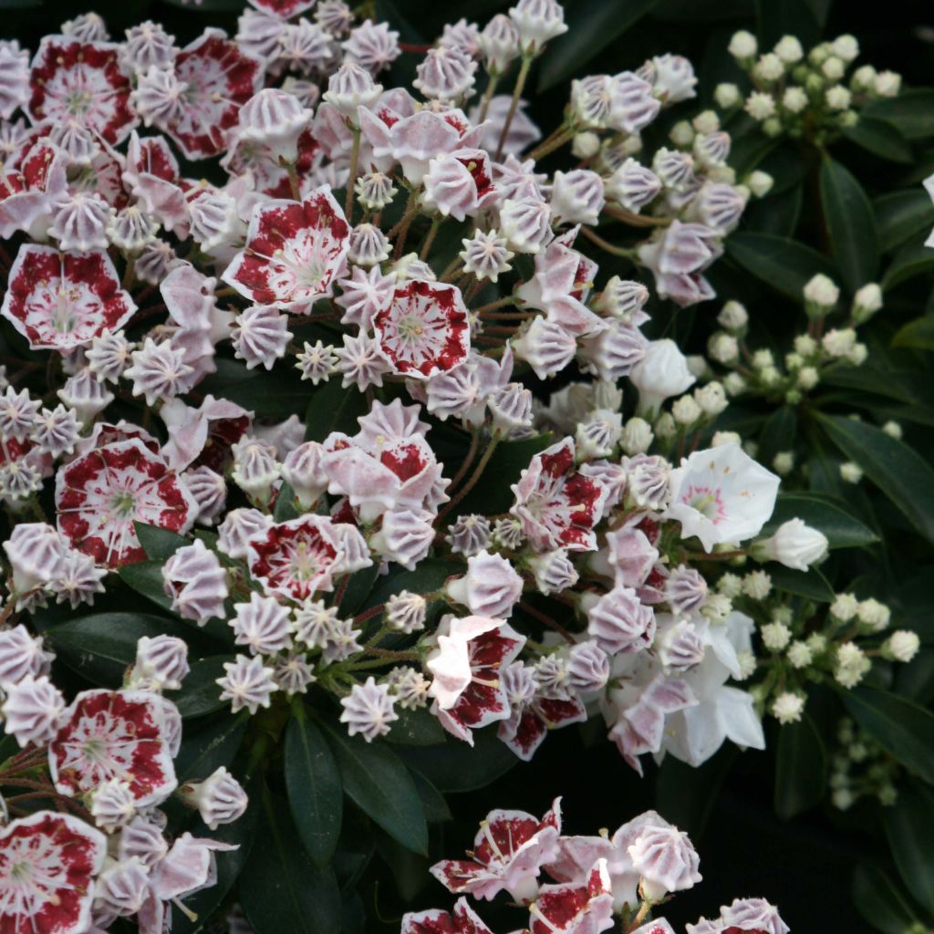 Kalmia latifolia Minuet