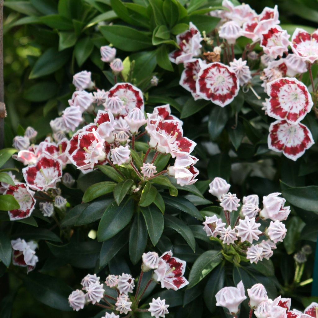 Kalmia latifolia Minuet