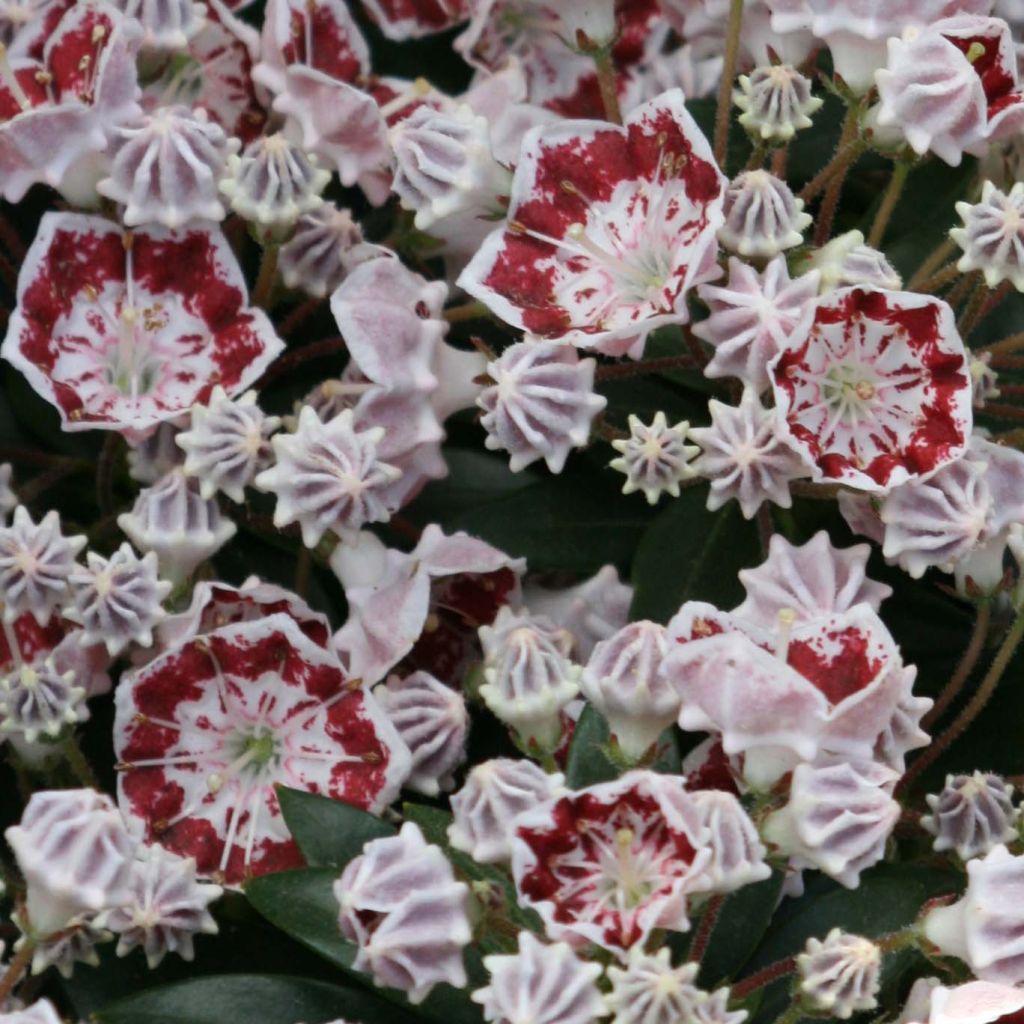 Kalmia latifolia Minuet