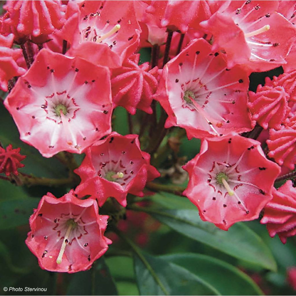 Kalmia latifolia Pinkobello