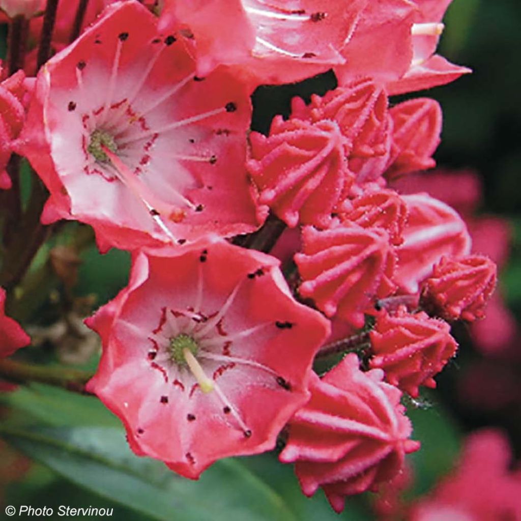 Kalmia latifolia Pinkobello